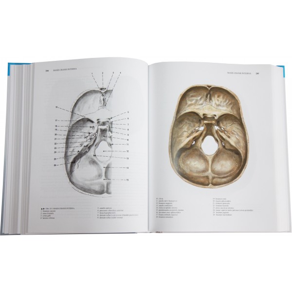 Anatomie 1 (Radomír Čihák) 3 Anatomie 1 (Radomír Čihák) - Obrázek 3