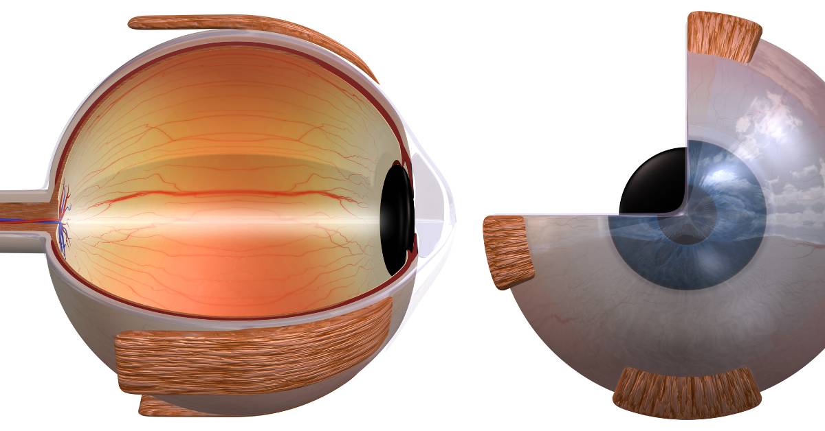 Skléra: Co to je a jak funguje? 3 a cross-sectional anatomical illustration of the human eye highlighting the skléra and its protective role alongside the rohovka against external elements